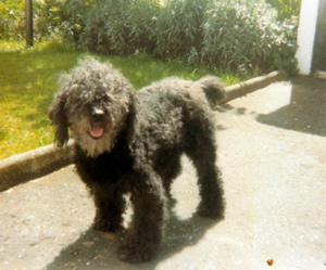 Chummy The Poodle
